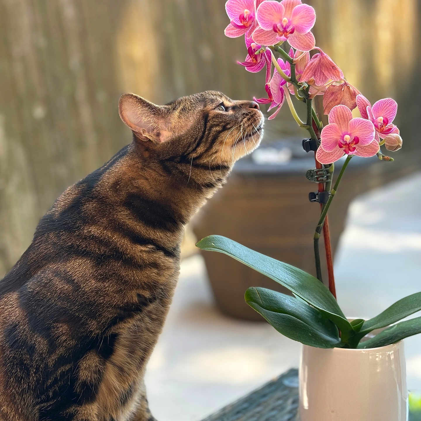 Bella is registered to the contest to win money with this photo: animal, bokeh, cat, closeup, curious, daylight, domestic_animal, feline, flower, green_leaves, nature, orchid, outdoor, pet, pink_flowers, plant, pot, side_view, tabby_cat, table