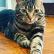 Bella is registered to the contest to win money with this photo: cat, tabby, pet, animal, feline, green_eyes, whiskers, paw, wooden_floor, indoor, close_up, stretching, relaxed, fur_pattern, portrait, domestic_cat, cute, house_pet, mammal, tabby_stripes