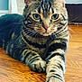 cat, tabby, pet, animal, feline, green_eyes, whiskers, paw, wooden_floor, indoor, close_up, stretching, relaxed, fur_pattern, portrait, domestic_cat, cute, house_pet, mammal, tabby_stripes