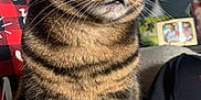 Bella is registered to the contest to win money with this photo: cat, tabby, pet, animal, indoor, feline, striped, alert, couch, whiskers, ears, green_eyes, fur, living_room, lamp, picture_frame, curious, sitting, close_up, domestic
