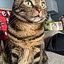 cat, tabby, pet, animal, indoor, feline, striped, alert, couch, whiskers, ears, green_eyes, fur, living_room, lamp, picture_frame, curious, sitting, close_up, domestic