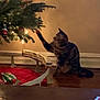 cat, tabby_cat, christmas_tree, ornaments, toy_train, candy_canes, holiday, indoor, wooden_floor, red_tree_skirt, curious, pet, decorations, festive, animal, paw, furniture, lighting, cozy, home