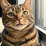cat, tabby, green_eyes, tongue_out, close_up, window, natural_light, fur, whiskers, pet, animal, cute, striped, indoor, relaxed, portrait, mammal, feline, curious, sitting