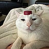 Kush is registered to the contest to win money with this photo: cat, white_cat, pet, animal, indoor, blanket, soft, relaxed, fur, paw, face, bottle_cap, resting, cute, domestic, mammal, closeup, comfort, headwear, expression