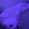 cat, animal, pet, indoor, purple_light, relaxed, lying_down, fur, cute, whiskers, face, sleepy, cozy, domestic_cat, mammal, eye, nose, paw, soft_light, night