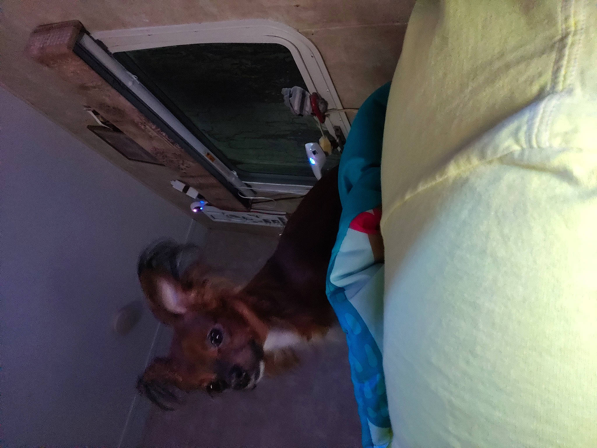 Coco joined the competition — help win amazing prizes! ear, fawn, snout