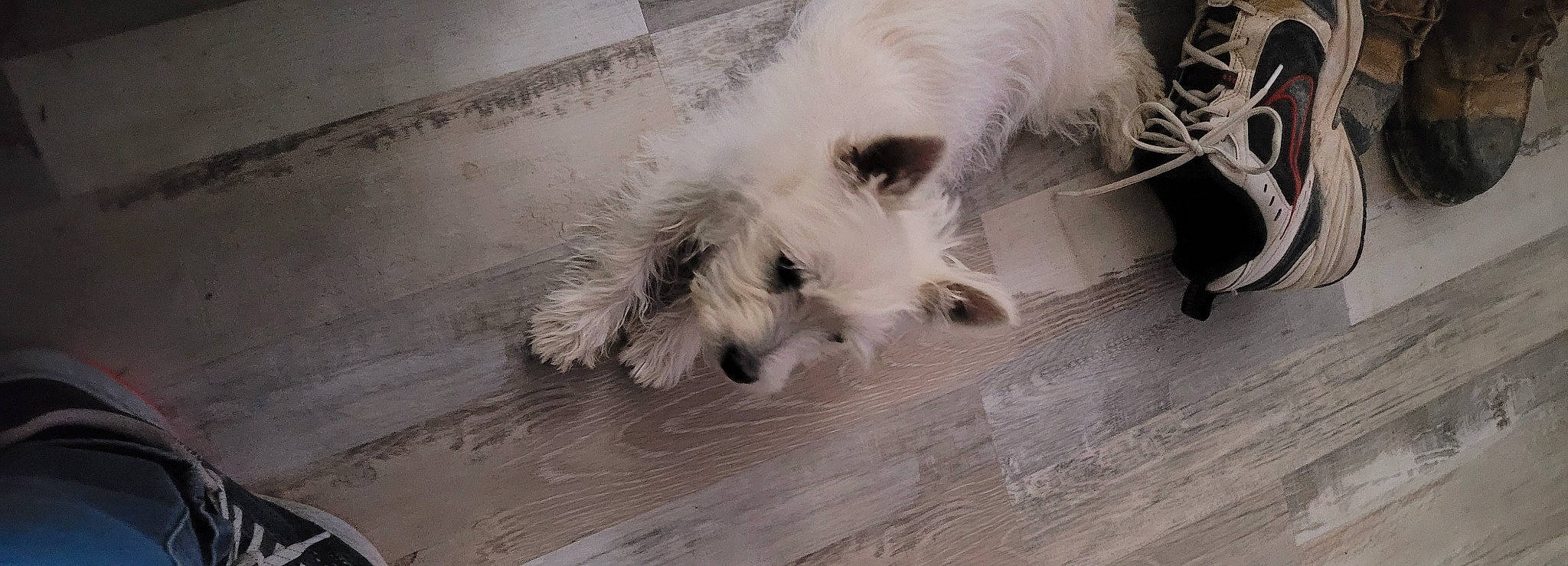 Annie is registered to the contest to win money with this photo: canidae, carnivore, companion_dog, dog, dog_breed, flooring, grey, hardwood, paw, plank, small_terrier, snout, sporting_group, tail, terrier, toy_dog, whiskers, wood, wood_stain, working_animal