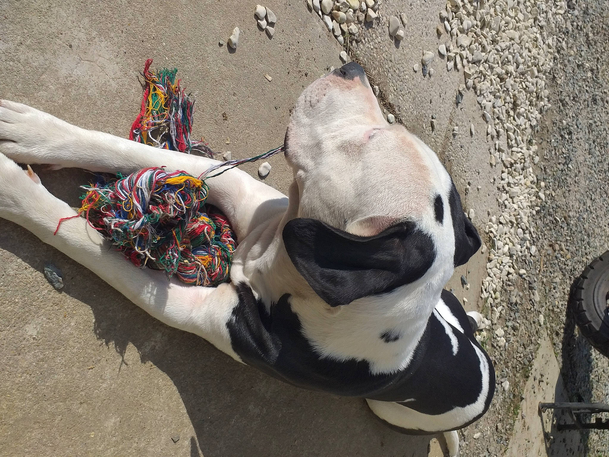 Marley participe au concours pour gagner de l'argent avec cette photo : art, carmine, concrete, eyewear, fashion_accessory, glasses, goggles, graffiti, human_leg, landscape, pattern, recreation, road, sand, shadow, soil, street, sunglasses, tail, visual_arts