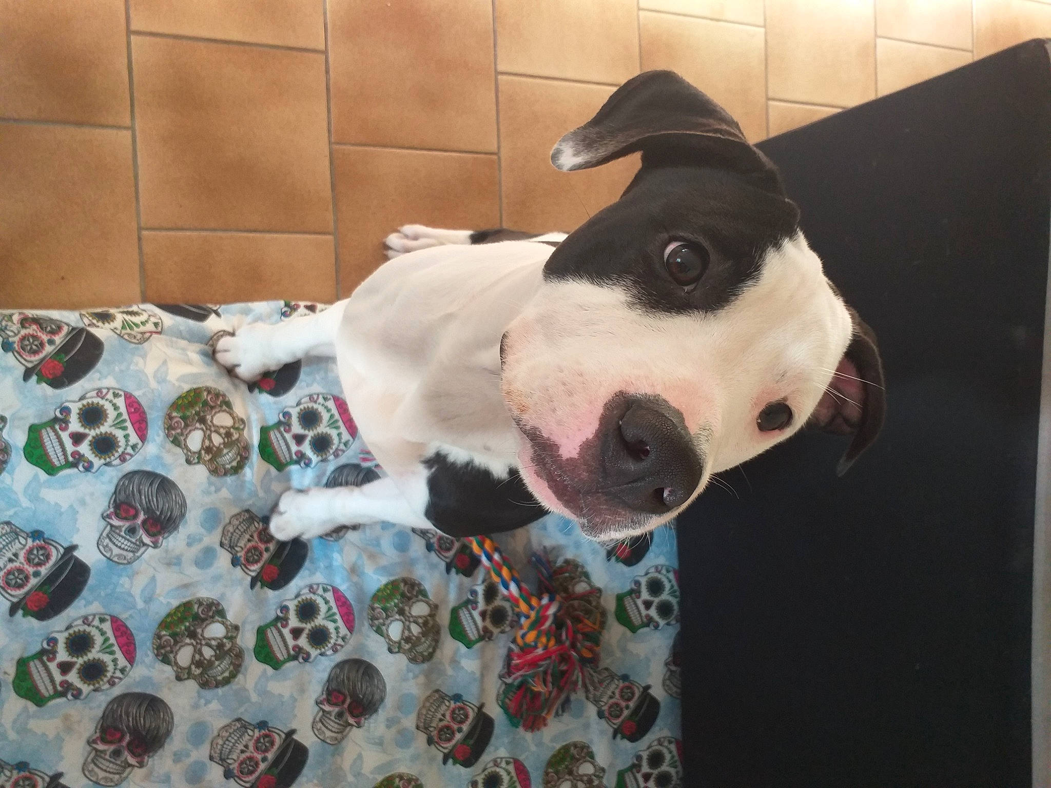 Marley a rejoint le concours — aidez-le/la à gagner de superbes lots ! canidae, carmine, carnivore, collar, companion_dog, dog, dog_breed, dog_collar, dog_supply, ear, fawn, fur, mammal, pattern, pet_supply, snout, sporting_group, vertebrate, whiskers, working_animal