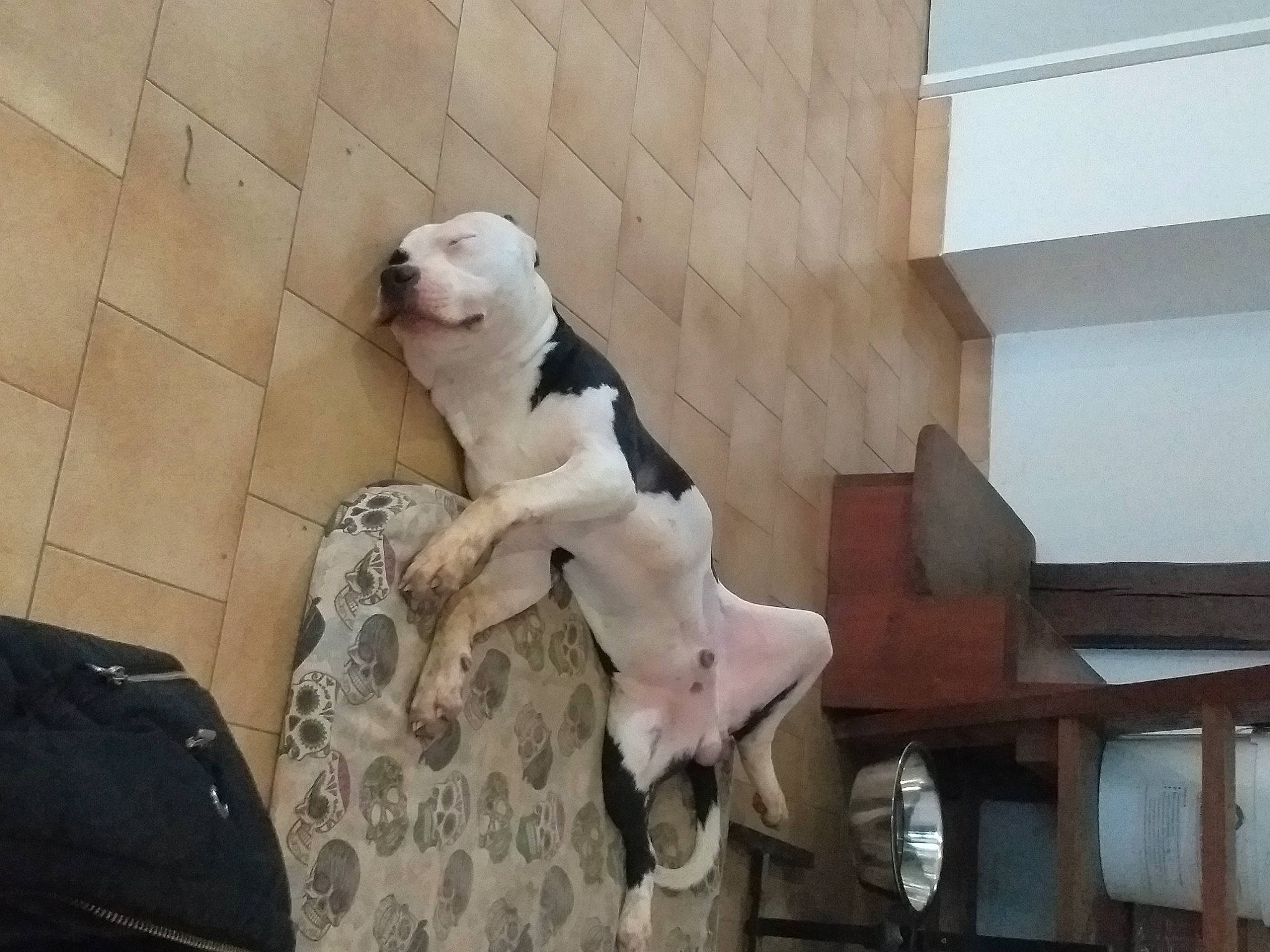 Marley participe au concours pour gagner de l'argent avec cette photo : bag, canidae, carnivore, companion_dog, dog, dog_breed, fawn, felidae, flooring, fur, luggage_and_bags, room, sporting_group, stuffed_toy, tail, terrestrial_animal, toy, whiskers, wood, working_animal