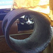 Charlie joined the competition — help win amazing prizes! cat, tuxedo_cat, curious, tunnel, circular_tunnel, plush, indoor, pet, animal, yellow_eyes, black_and_white, soft, sunlight, curtain, furniture, cozy, looking, alert, whiskers, paw