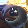 cat, tuxedo_cat, curious, tunnel, circular_tunnel, plush, indoor, pet, animal, yellow_eyes, black_and_white, soft, sunlight, curtain, furniture, cozy, looking, alert, whiskers, paw