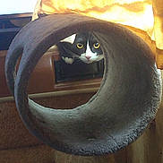 Charlie is registered to the contest to win money with this photo: cat, tuxedo_cat, cat_tree, circular_tunnel, indoor, pet, curious, window, sunlight, furniture, carpet, animal, face, yellow_eyes, black_and_white, home, cozy, looking, playful, resting