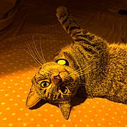 Ivy is registered to the contest to win money with this photo: cat, tabby_cat, pet, animal, whiskers, green_eyes, lying_down, blanket, orange, heart_pattern, cozy, indoor, feline, fur, cute, playful, relaxed, collar, closeup, warm_light