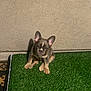Remy is registered to the contest to win money with this photo: animal, artificial_grass, beige_wall, blue_collar, collar, curious, cute, dog, ears, floor_mat, french_bulldog, grass, indoor, pet, puppy, shadow, sitting, small_dog, wall, young_dog