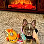 animal, carpet, colorful_clothing, cozy, cute, fireplace, fish, floor, french_bulldog, hoodie, indoor, living_room, pet, pet_accessory, plush_toy, puppy, small_dog, stuffed_animal, toy, warm
