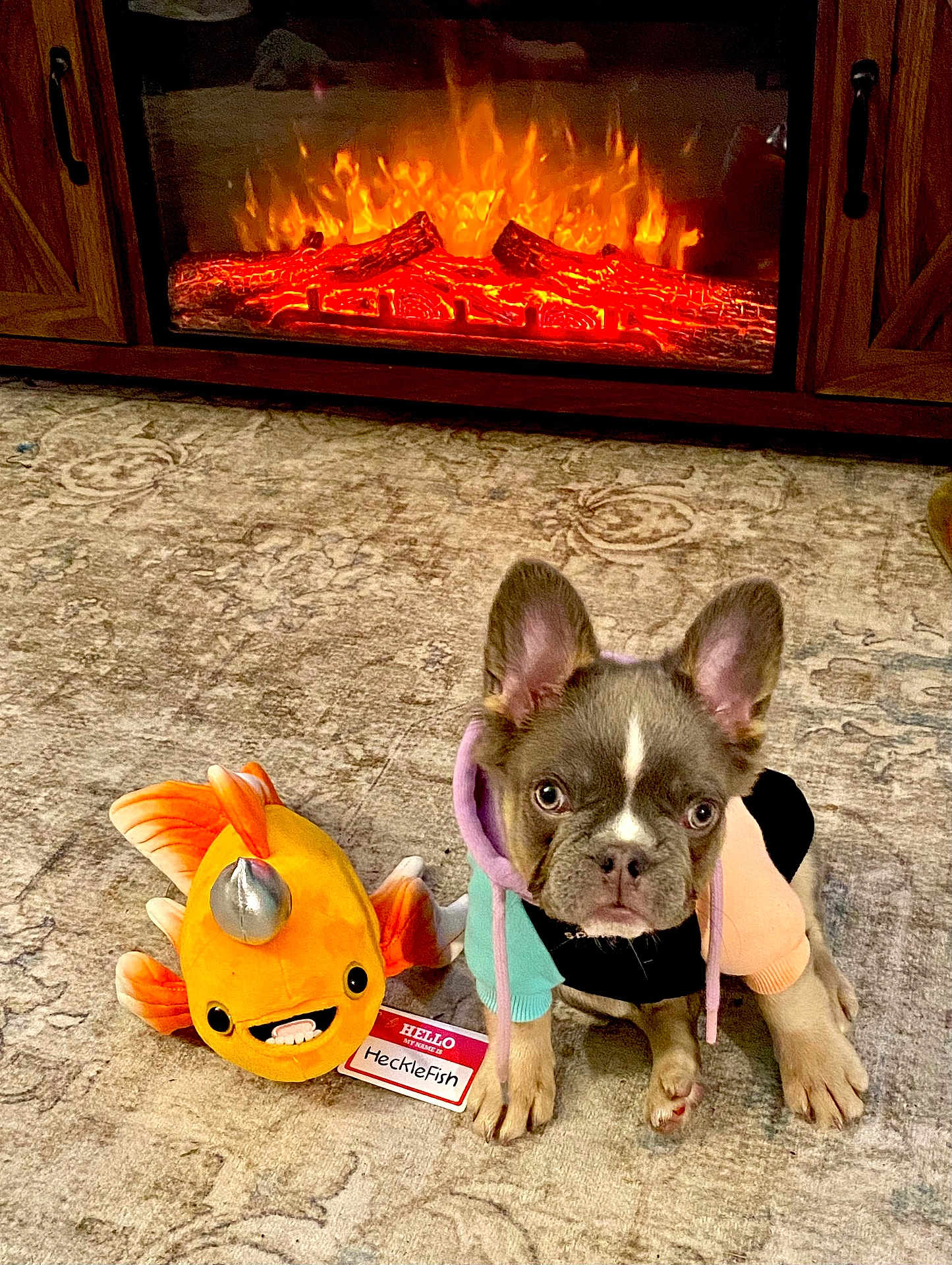 Remy is registered to the contest to win money with this photo: animal, carpet, colorful_clothing, cozy, cute, fireplace, fish, floor, french_bulldog, hoodie, indoor, living_room, pet, pet_accessory, plush_toy, puppy, small_dog, stuffed_animal, toy, warm