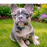 Remy joined the competition — help win amazing prizes! animal, blue_eyes, canine, collar, cute, daylight, dog, flower, french_bulldog, fur, garden, grass, greenery, nature, outdoor, pet, portrait, puppy, sitting, young