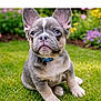 animal, blue_eyes, canine, collar, cute, daylight, dog, flower, french_bulldog, fur, garden, grass, greenery, nature, outdoor, pet, portrait, puppy, sitting, young