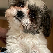 Bailey joined the competition — help win amazing prizes! dog, pet, close_up, fluffy, white_fur, brown_fur, cute, animal, portrait, indoors, fur, face, paw, looking_up, small_dog, shih_tzu, adorable, companion, domestic_animal, friendly