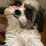 dog, pet, close_up, fluffy, white_fur, brown_fur, cute, animal, portrait, indoors, fur, face, paw, looking_up, small_dog, shih_tzu, adorable, companion, domestic_animal, friendly