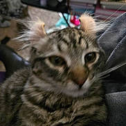 Michelle Johnson is registered to the contest to win money with this photo: cat, tabby, close_up, fur, whiskers, ears, indoor, blurred_background, furniture, books, pet, animal, domestic, cozy, relaxed, sleepy, gray, striped, face, cute