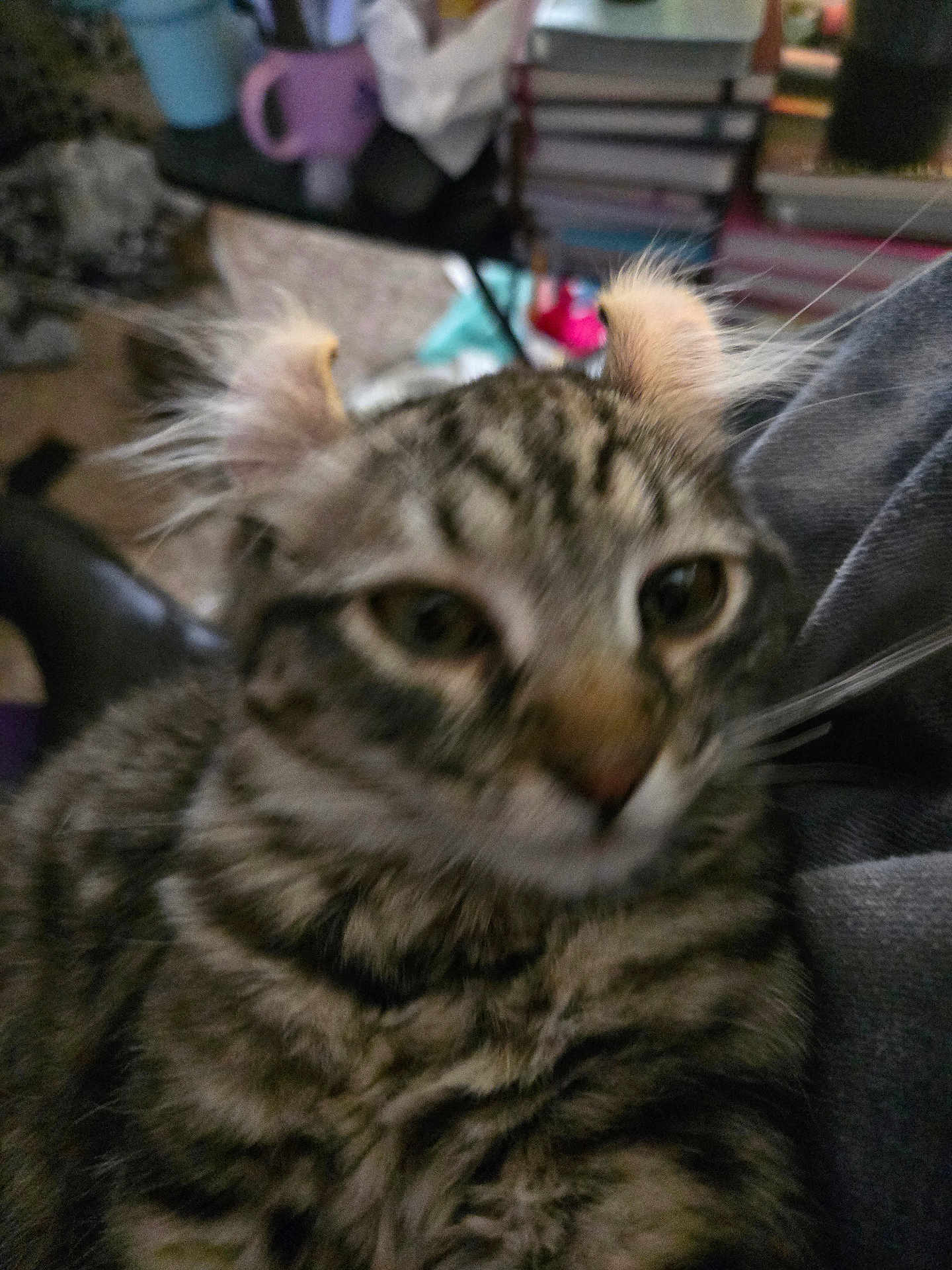 Michelle Johnson is registered to the contest to win money with this photo: cat, tabby, close_up, fur, whiskers, ears, indoor, blurred_background, furniture, books, pet, animal, domestic, cozy, relaxed, sleepy, gray, striped, face, cute
