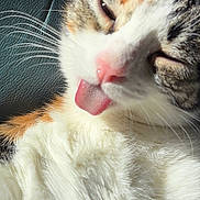 Kora is registered to the contest to win money with this photo: cat, close_up, tongue_out, fur, whiskers, sunlight, relaxed, adorable, pet, animal, cute, sleepy, face, pink_nose, white_fur, tabby, indoor, texture, leather, playful