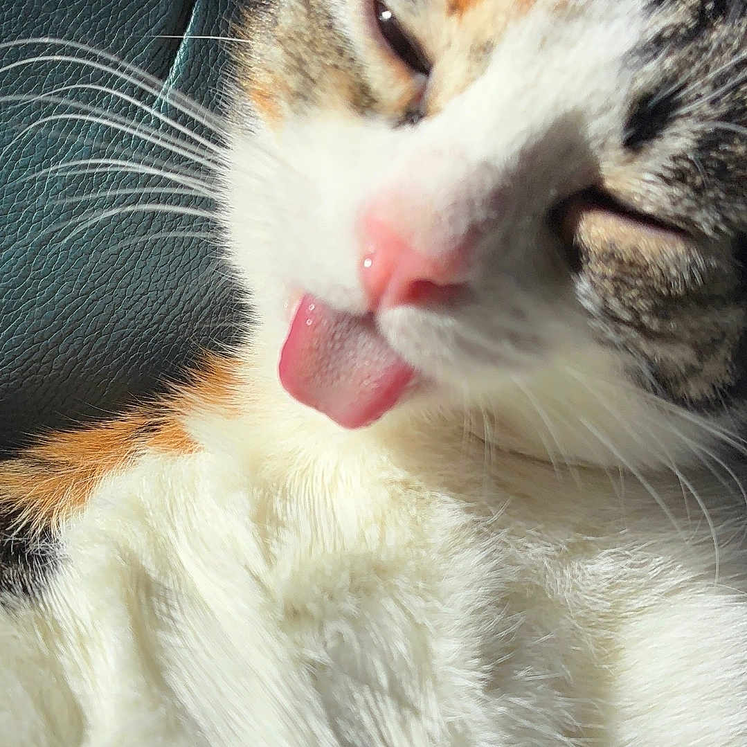 Kora is registered to the contest to win money with this photo: cat, close_up, tongue_out, fur, whiskers, sunlight, relaxed, adorable, pet, animal, cute, sleepy, face, pink_nose, white_fur, tabby, indoor, texture, leather, playful