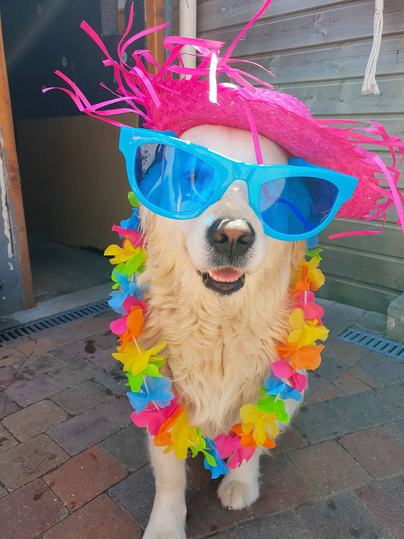 Galopin participe au concours pour gagner de l'argent avec cette photo : art, canidae, carnivore, costume, dog, dog_breed, eyewear, fashion_accessory, fun, fur, glasses, headgear, party_supply, pinata, smile, sporting_group, sunglasses