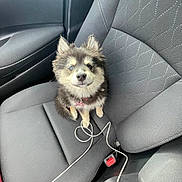 Princess joined the competition — help win amazing prizes! dog, puppy, car_seat, fur, smile, pet, animal, interior, seatbelt, cable, cute, small_dog, fluffy, ears, collar, tag, transportation, vehicle, domestic_animal, sitting