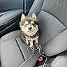dog, puppy, car_seat, fur, smile, pet, animal, interior, seatbelt, cable, cute, small_dog, fluffy, ears, collar, tag, transportation, vehicle, domestic_animal, sitting