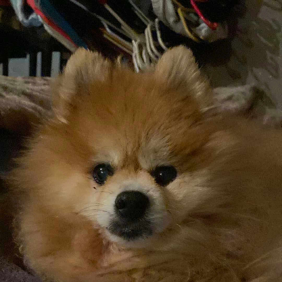 Rachie joined the competition — help win amazing prizes! animal, ball, canine, clothing, cockerspaniel, couch, dog, eskimodog, football, footwear, furniture, papillon, pet, poodle, puppy, shoe, sneaker, sport, tennis, tennisball