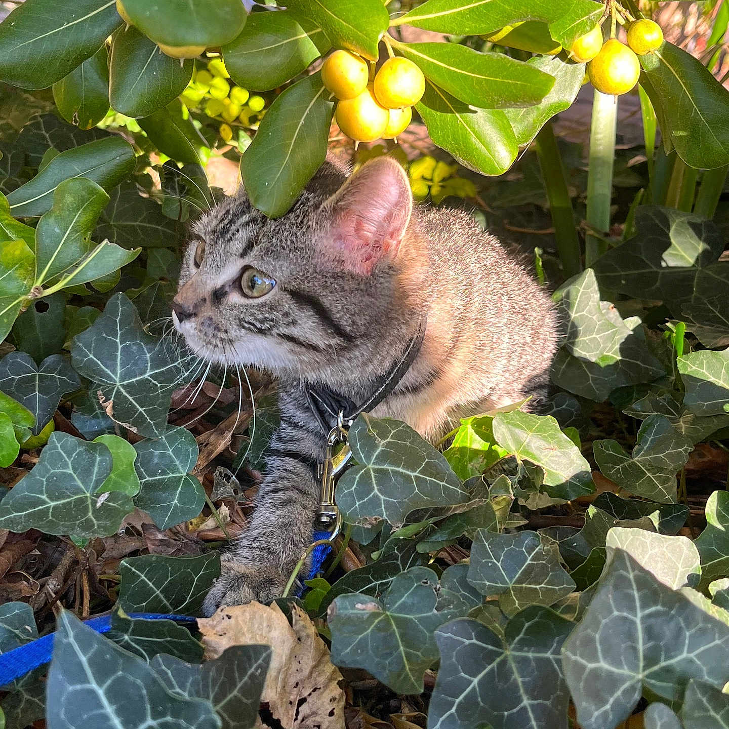 Zoi a rejoint le concours — aidez-le/la à gagner de superbes lots ! animal, cat, face, flower, food, fruit, green, head, herbal, herbs, ivy, leaf, person, pet, photography, plant, portrait, pottedplant, produce, vegetation