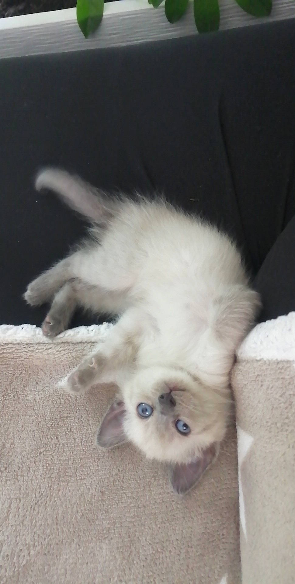 Rustine a rejoint le concours — aidez-le/la à gagner de superbes lots ! balinese, birman, carnivore, cat, claw, domestic_long_haired_cat, fawn, felidae, fur, himalayan, kitten, mammal, munchkin, paw, persian, ragdoll, small_to_medium_sized_cats, vertebrate, whiskers