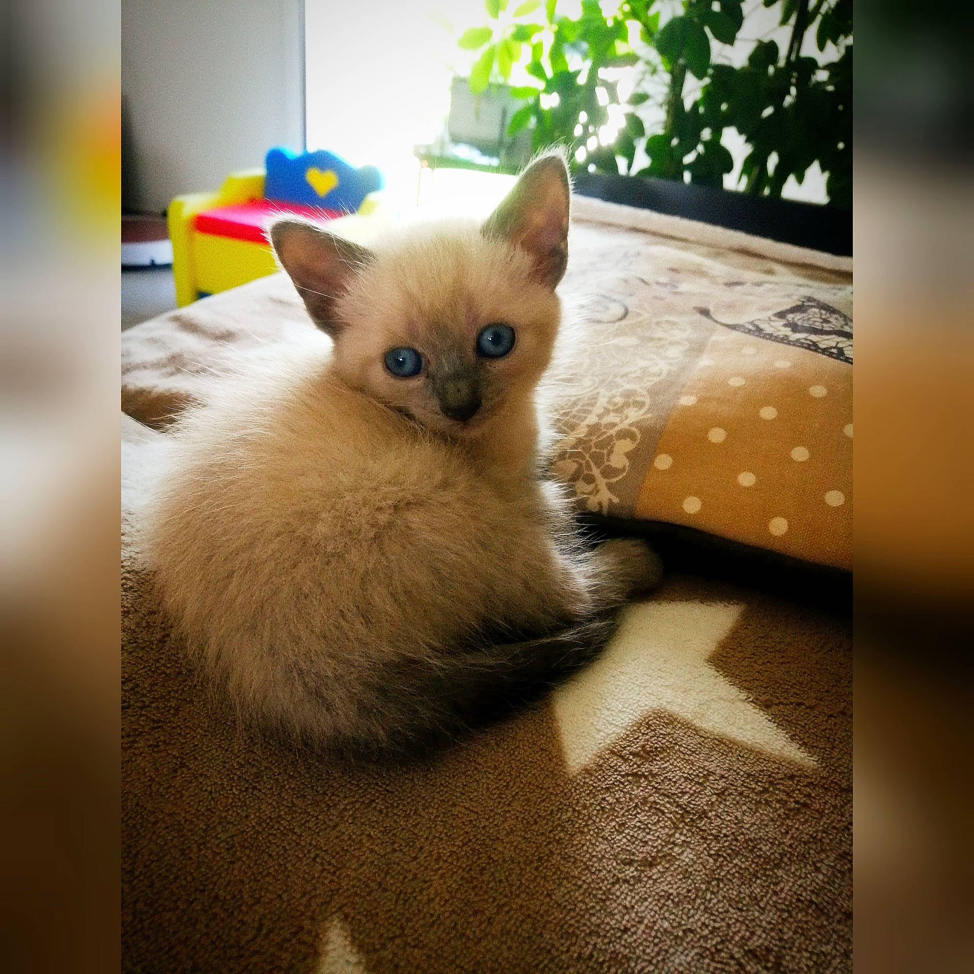 Rustine a rejoint le concours — aidez-le/la à gagner de superbes lots ! asian, balinese, birman, burmese, carnivore, cat, colorpoint_shorthair, eye, felidae, kitten, mammal, ojos_azules, ragdoll, siamese, small_to_medium_sized_cats, snapshot, thai, tonkinese, vertebrate, whiskers