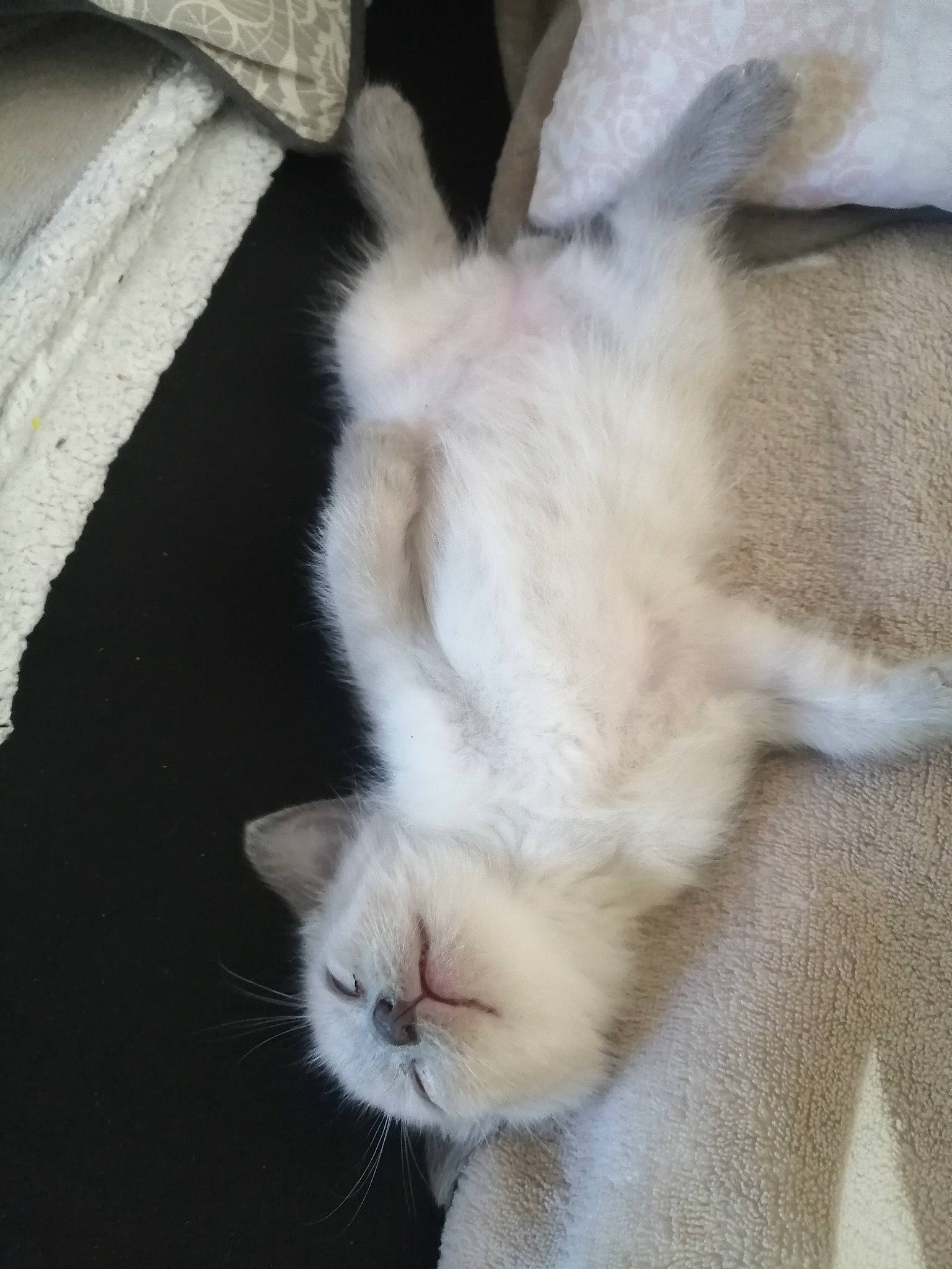 Rustine participe au concours pour gagner de l'argent avec cette photo : carnivore, cat, claw, domestic_rabbit, ear, fawn, felidae, fur, kitten, mammal, nose, polydactyl_cat, rabbit, rabbits_and_hares, skin, small_to_medium_sized_cats, snout, tail, turkish_angora, whiskers