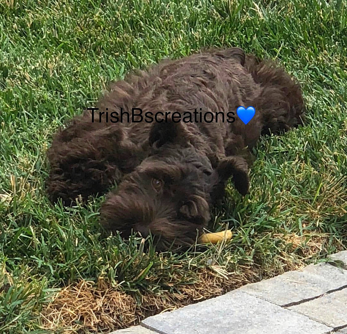 Hershey is registered to the contest to win money with this photo: canidae, carnivore, companion_dog, dog, dog_breed, dog_collar, grass, liver, small_terrier, sporting_group, terrier, toy_dog, water_dog, working_animal, working_dog