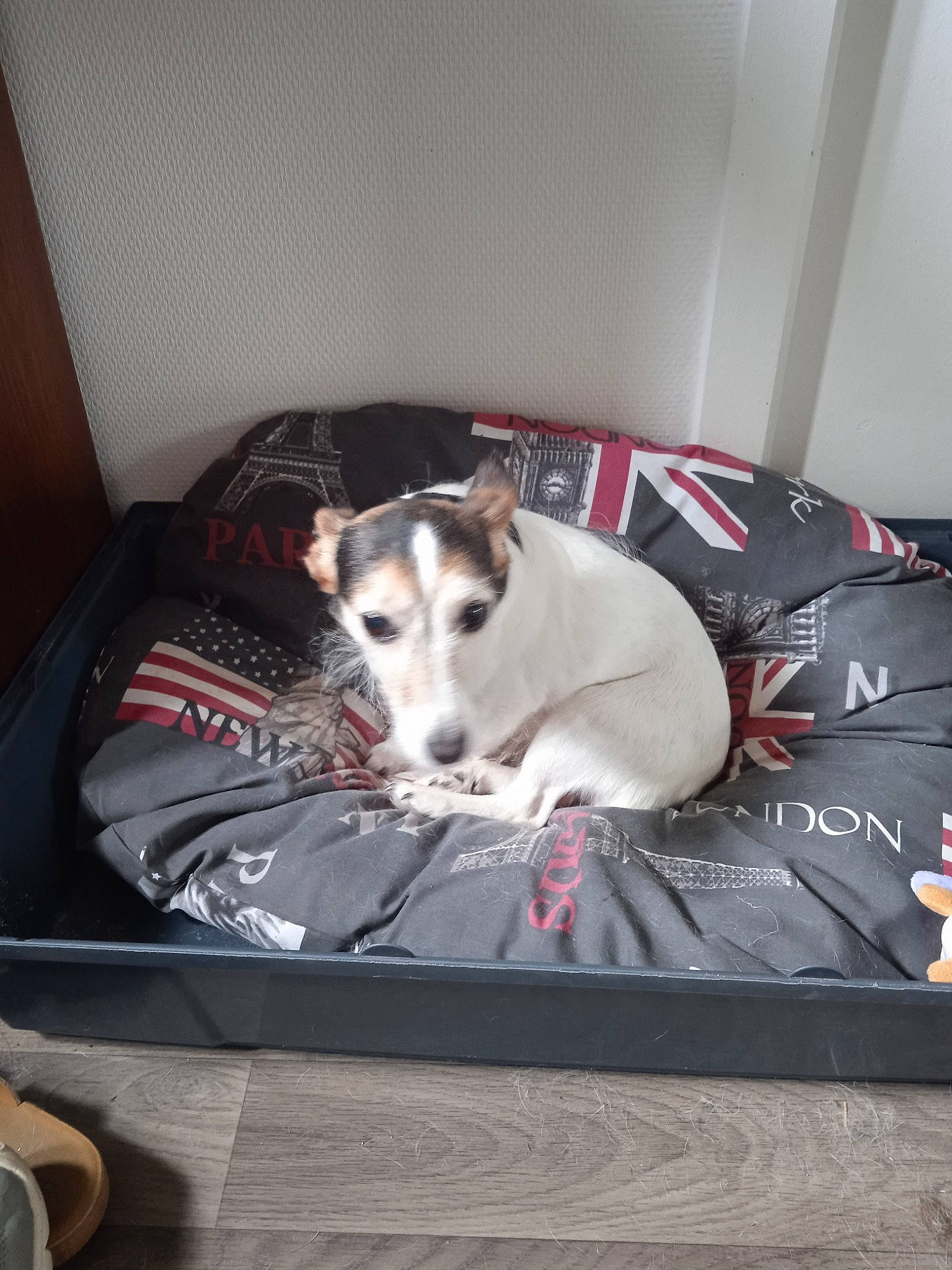 Funny participe au concours pour gagner de l'argent avec cette photo : canidae, carnivore, comfort, companion_dog, couch, dog, dog_breed, dog_supply, flooring, furniture, grey, hardwood, linens, paw, pet_supply, rectangle, room, sitting, sporting_group, whiskers