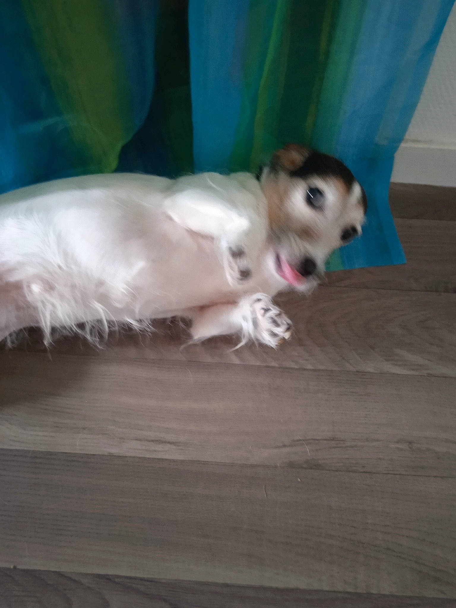 Funny a rejoint le concours — aidez-le/la à gagner de superbes lots ! canidae, carnivore, comfort, companion_dog, dog, dog_breed, fawn, felidae, flooring, fur, hardwood, non_sporting_group, paw, snout, sporting_group, tail, terrestrial_animal, toy_dog, whiskers, wood