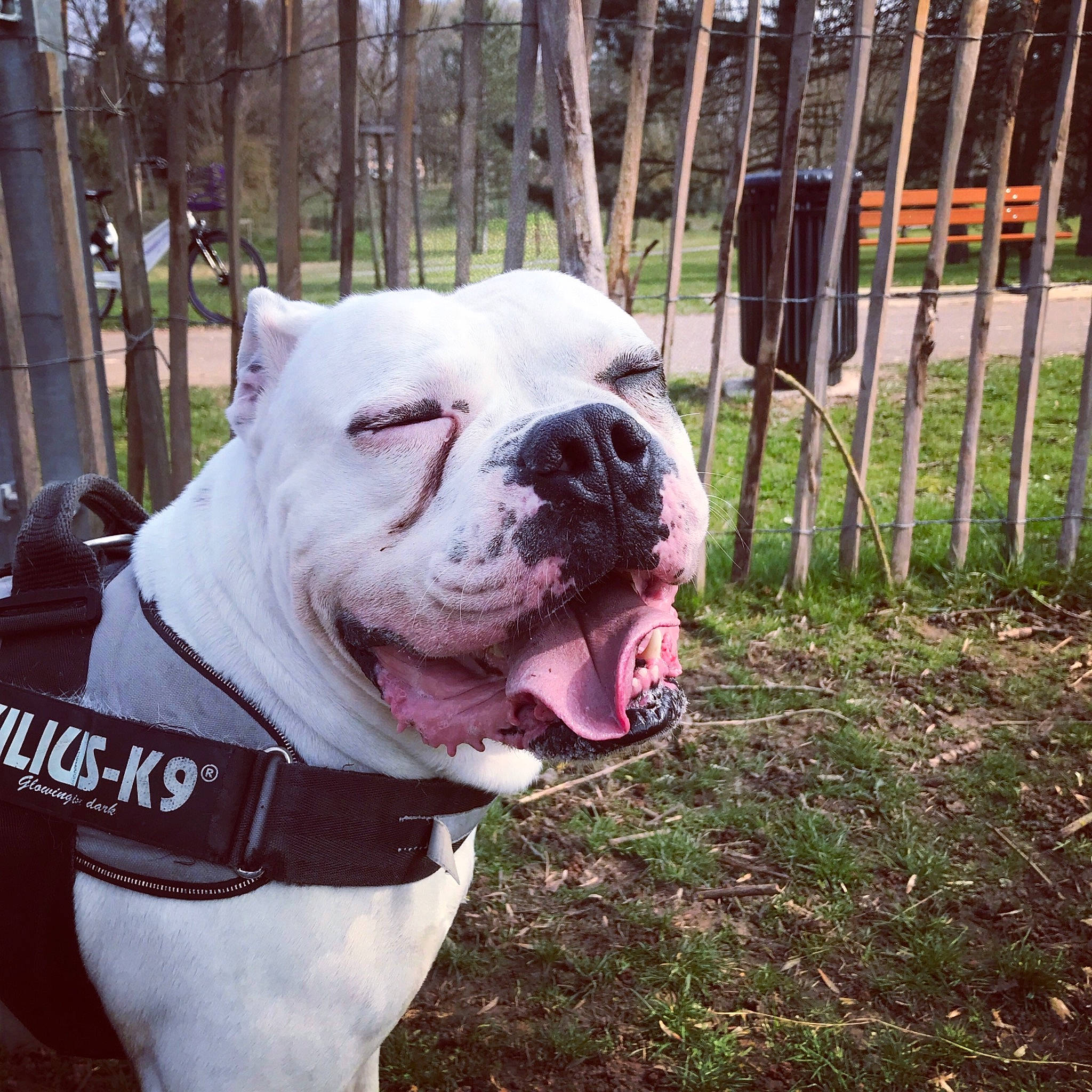 Jackpot participe au concours pour gagner de l'argent avec cette photo : american_bulldog, australian_bulldog, british_bulldogs, bulldog, canidae, carnivore, companion_dog, dog, dog_breed, dorset_olde_tyme_bulldogge, mammal, non_sporting_group, old_english_bulldog, olde_english_bulldogge, renascence_bulldogge, snout, toy_bulldog, valley_bulldog, vertebrate, white_english_bulldog