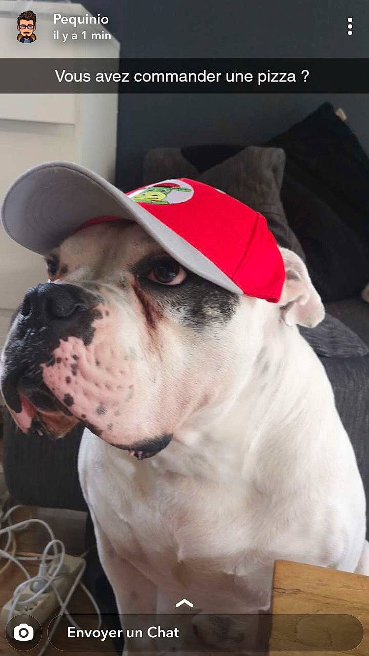 Jackpot a rejoint le concours — aidez-le/la à gagner de superbes lots ! american_bulldog, australian_bulldog, bulldog, canidae, carnivore, companion_dog, dog, dog_breed, french_bulldog, mammal, non_sporting_group, nose, old_english_bulldog, olde_english_bulldogge, rare_breed_dog, skin, snout, toy_bulldog, valley_bulldog, white_english_bulldog