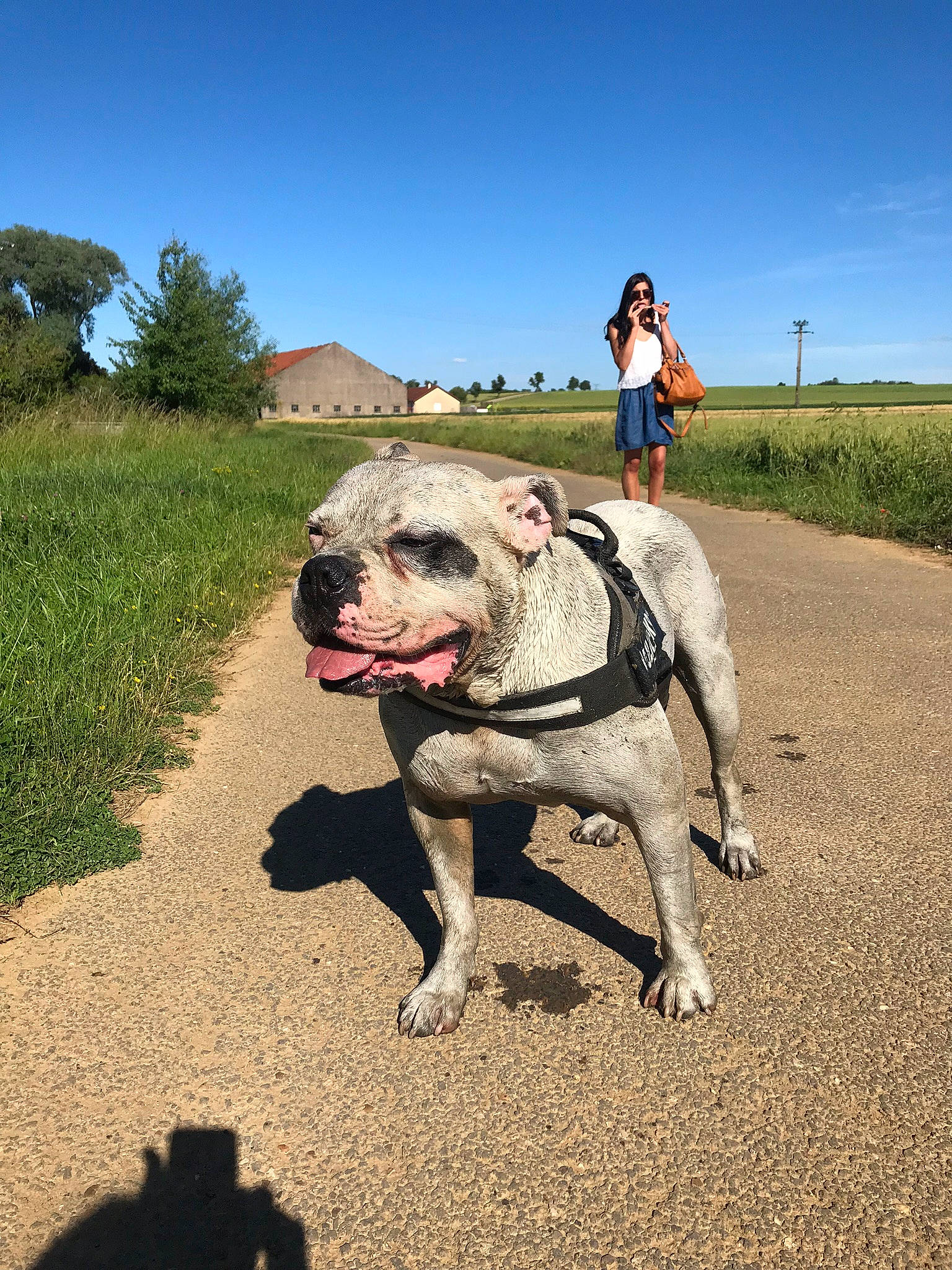 Jackpot a rejoint le concours — aidez-le/la à gagner de superbes lots ! adventure, american_bulldog, bulldog, canidae, carnivore, dog, dog_breed, dog_walking, fawn, leash, non_sporting_group, olde_english_bulldogge, recreation, sky, sporting_group, tail, trail, walking