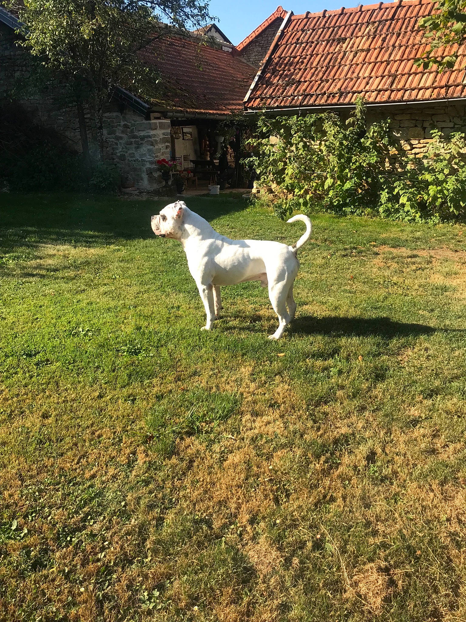 Jackpot a rejoint le concours — aidez-le/la à gagner de superbes lots ! canidae, carnivore, companion_dog, dog, dog_breed, fawn, grass, house, lawn, mammal, pasture, sporting_group, tail, yard