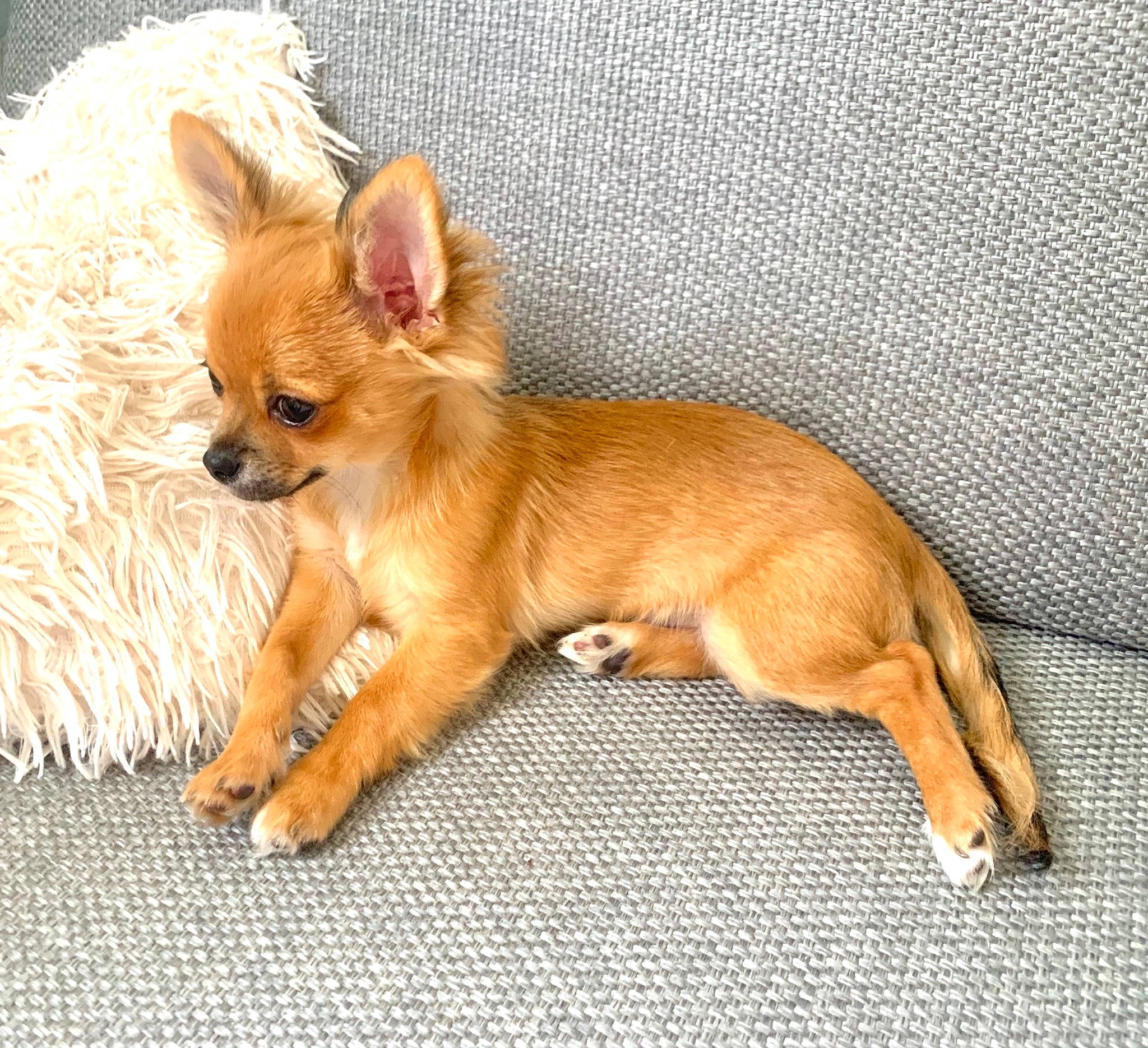 Rolex a rejoint le concours — aidez-le/la à gagner de superbes lots ! canidae, carnivore, chihuahua, companion_dog, corgi_chihuahua, dog, dog_breed, dog_supply, ear, fawn, fur, liver, paw, snout, sporting_group, tail, terrestrial_animal, toy_dog, whiskers, working_animal