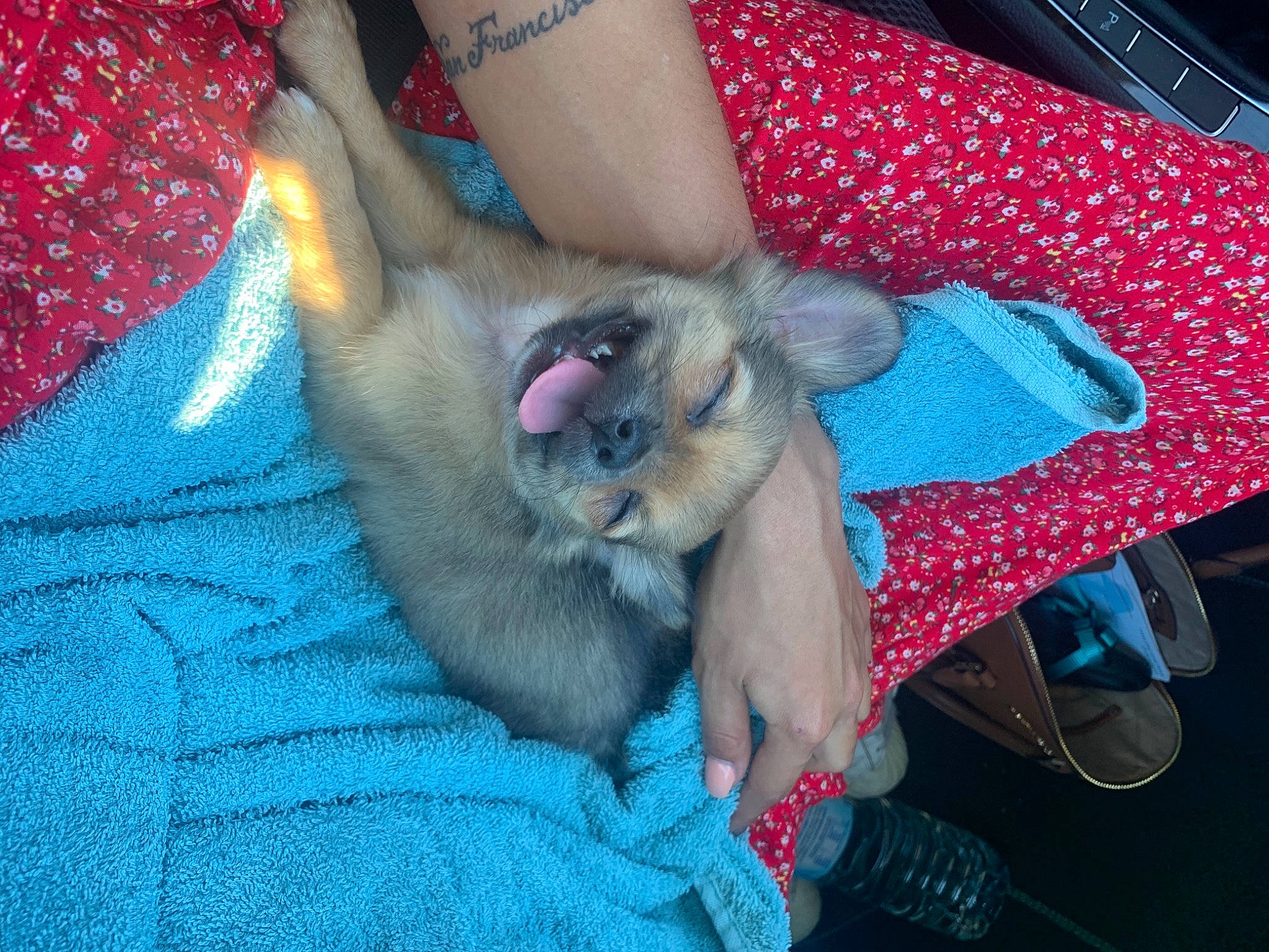 Rolex participe au concours pour gagner de l'argent avec cette photo : blue, canidae, carnivore, claw, comfort, companion_dog, dog_breed, electric_blue, fawn, felidae, foot, fur, human_leg, nail, paw, small_to_medium_sized_cats, snout, sporting_group, toe, whiskers