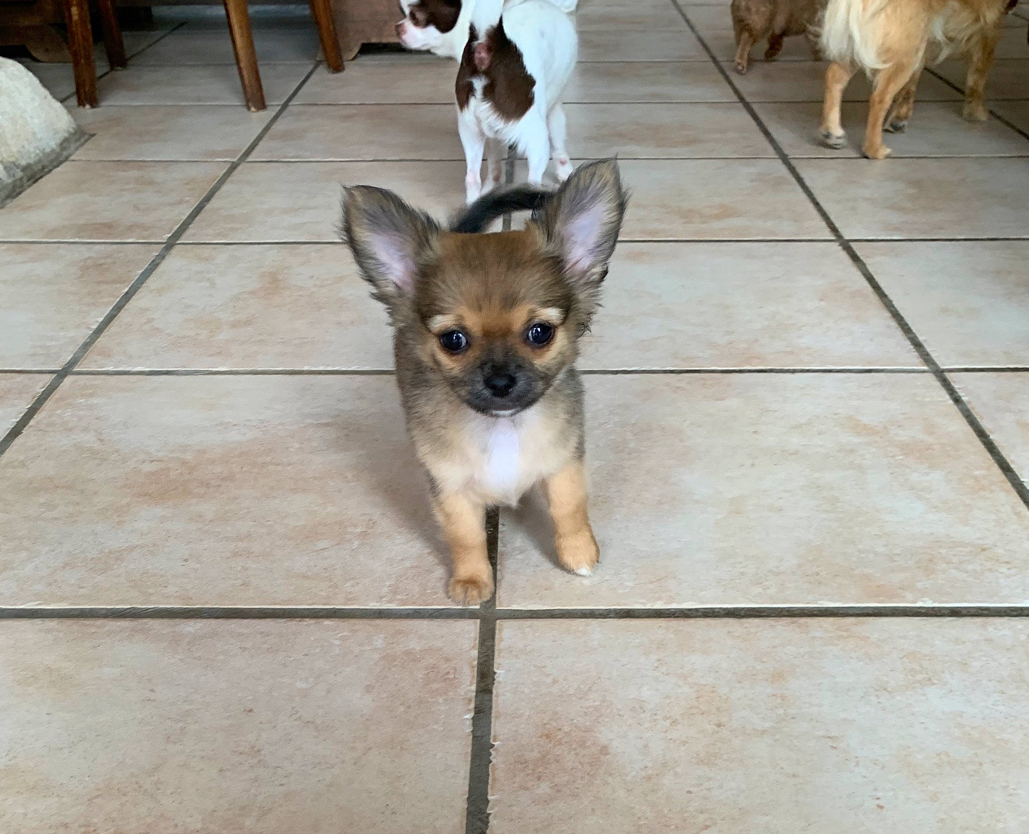 Rolex participe au concours pour gagner de l'argent avec cette photo : canidae, carnivore, chihuahua, companion_dog, dog, dog_breed, fawn, flooring, flowerpot, fur, mammal, non_sporting_group, snout, sporting_group, tail, terrestrial_animal, toy_dog, vertebrate, whiskers, working_animal