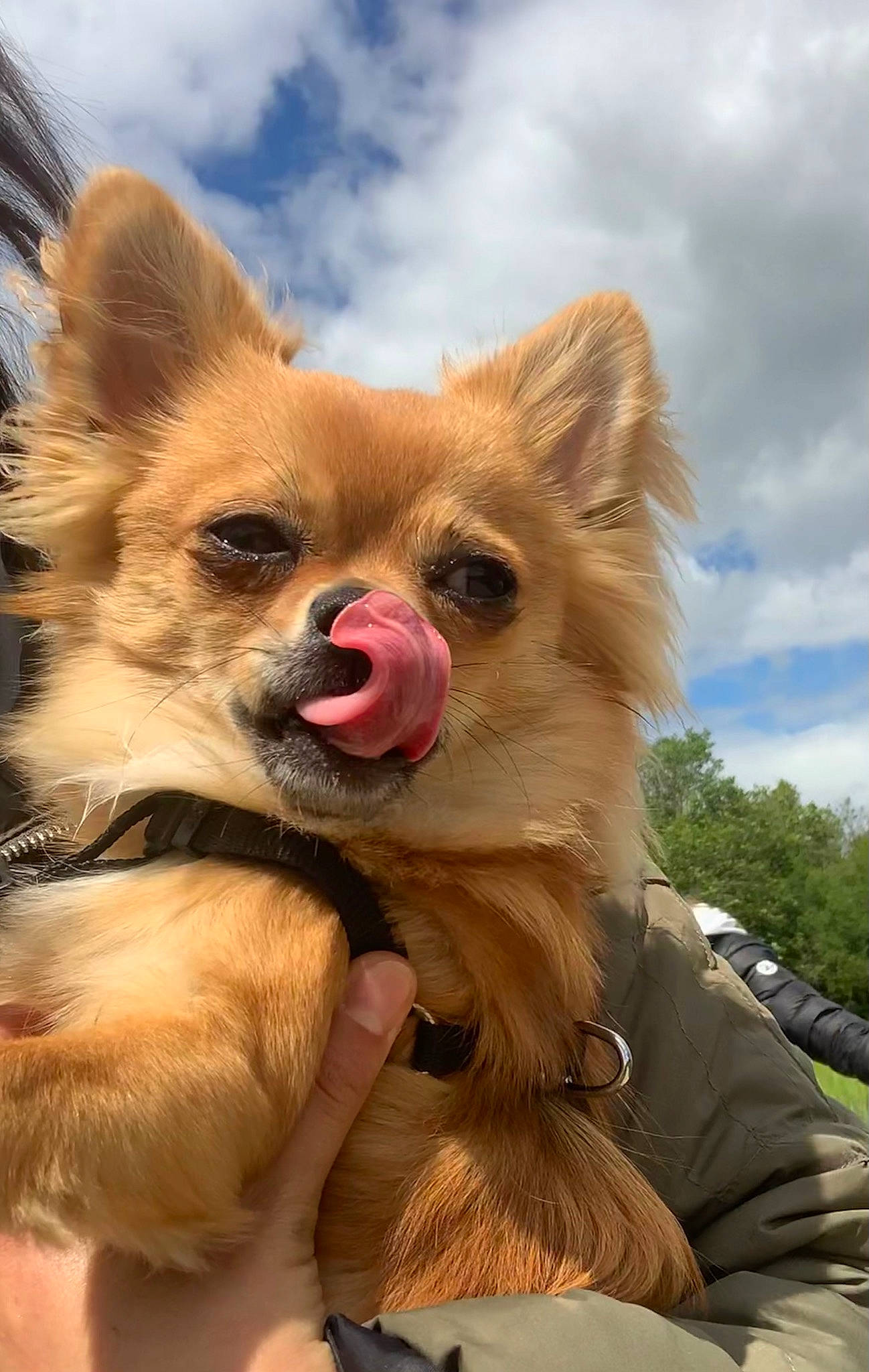 Rolex a rejoint le concours — aidez-le/la à gagner de superbes lots ! canidae, carnivore, cloud, companion_dog, dog, dog_breed, dog_supply, fawn, fun, fur, german_spitz_mittel, happy, plant, sky, snout, spitz, terrestrial_animal, toy_dog, tree, whiskers