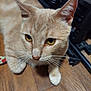 animal, cat, closeup, curious, cute, domestic_cat, ears, eyes, floor, furniture, indoor, metal, orange_cat, paw, pet, sitting, tabby, whiskers, wooden_floor, yellow_eyes