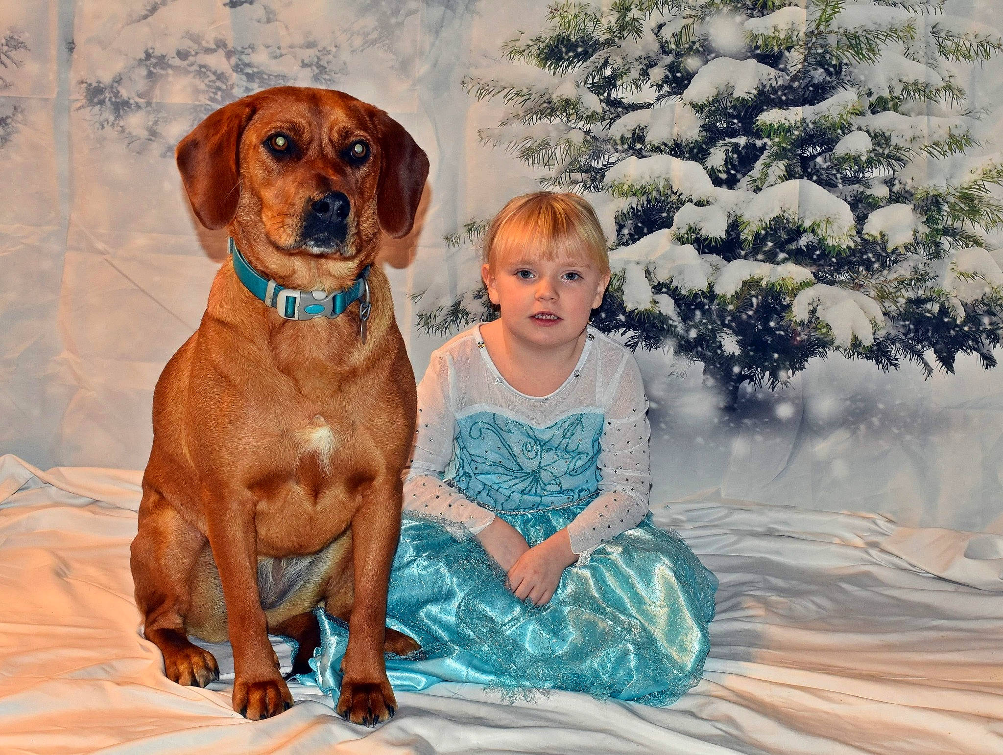 Brooklyn joined the competition — help win amazing prizes! broholmer, canidae, carnivore, companion_dog, coonhound, dachshund, dog, dog_breed, fawn, hound, mammal, painting, person, puppy_love, redbone_coonhound, rhodesian_ridgeback, sporting_group, vertebrate